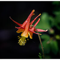 C5D4_FirecrackerColumbine051124.jpg