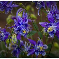 C5D4_AlpinaColumbine051224.jpg