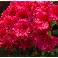 C5D4-RainyAzalea050724.jpg