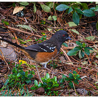 C5D4_RufousSidedTowhee.jpg