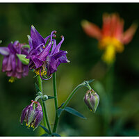 C5D4_DF2Columbine051624.jpg