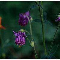 C5D4_DFColumbine051624.jpg