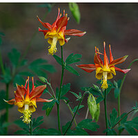 C5D4_FCColumbine051624.jpg
