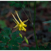 C5D4_YColumbine051624.jpg