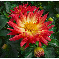 i15P_FirebirdDahlia042924-2.jpg