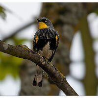 C5D_YellowRumpedWarbler050208.jpg