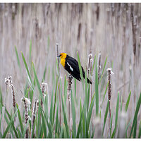C5D_YellowHBB051008.jpg