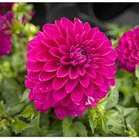 i15P_Dahlia1052424.jpg