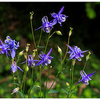 C5D4_PColumbine060124.jpg
