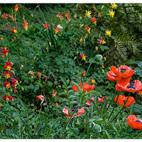 C5D4_PoppiesFireworks060124.jpg