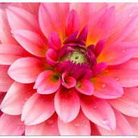 i15P_FFlowers1052824.jpg