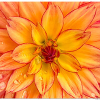 i15P_FFlowers2052824.jpg