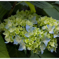C5D4_Hyacinth-1061224.jpg