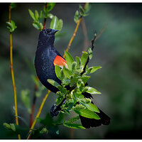 C5D4_RWBBird050324.jpg