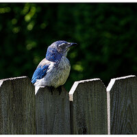 C5D4_PBJay061324-Jr.jpg