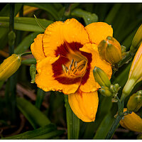 C5D4_DLFooledMe070124.jpg