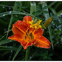 C5D4_OrangeDaylily070124-2.jpg