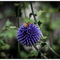 C5D4_BeeEchinops071821.jpg