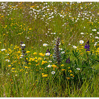 C6D_MeadowBlooms062214.jpg