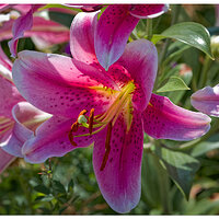 C5D4_TigerLily072624.jpg