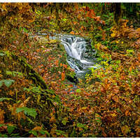 C5D4_SweetCreekLeafFrame111318.jpg