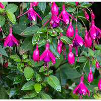 CR5ii_Fuchsia082324.jpg