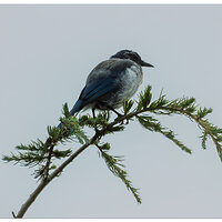 CR5m2_BlueJay082424.jpg