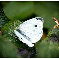 CR5m2_CabbageWhiteButterfly082424.jpg
