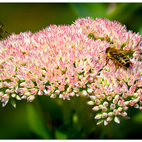CR5m2_BeesSedum090824.jpg