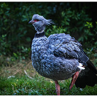 C20D_SouthernScreamer100207.jpg
