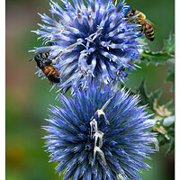 CR5m2_BeesEchinops082324.jpg