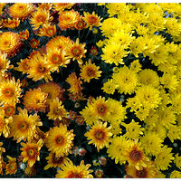 i15P_FreshMums091024.jpg