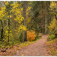 i13P_CougarCreekTrail111421.jpg