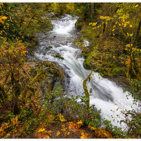 C5D4_SweetCreekScene110824.jpg