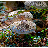 CR5m2_Mushrooms102024.jpg