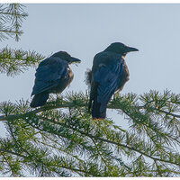CR5m2_BirdsBranch082724.jpg
