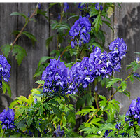 CR5m2_LastBloom102024.jpg