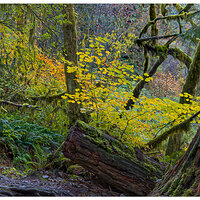 CR5m2_TrailColor103124.jpg