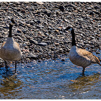 C5D4_CanadaHonkersJDayRiver050919.jpg
