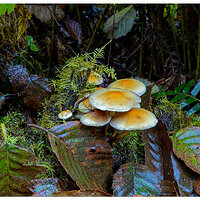 CR5m2_SCShroom103124.jpg