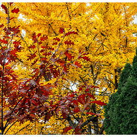 CR5m2_GinkgoOak111024.jpg