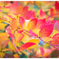 CR5m2_BBerriesFall111024.jpg