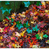 CR5m2_IvyMapleLeaves111424.jpg