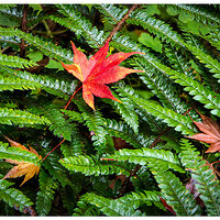 CR5m2_MapleFern111424.jpg