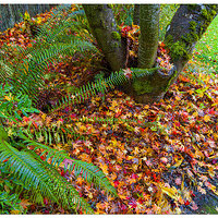CR5m2_FallenMaple111724.jpg