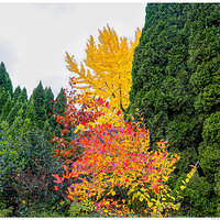 CR5m2_BBerryOakGinkgo111024.jpg