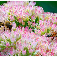CR5m2_SedumBees090324.jpg