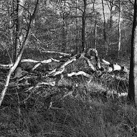 _1001988.jpg