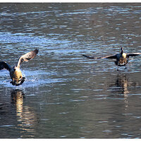CR5m2_LandingCGeese112924.jpg