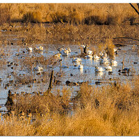 CR5m2_800P_SalmonCreekPonds120924.jpg
